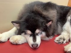 -和它·交个朋友·狗咖猫咖(爱琴海店)