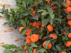 -阿三麻蓉汤圆(顺光大厦店)