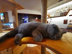 -喵园·猫主题咖啡厅·撸猫·猫咖(国贸店)