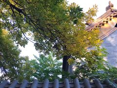 -椰子下蛋(南锣鼓巷店)