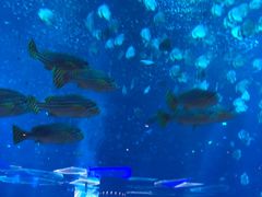 -亚特兰蒂斯•OSSIANO奥西亚诺海底餐厅