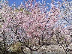-桃花堤公园