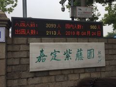 -嘉定紫藤园