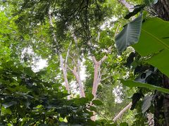 -中国科学院西双版纳热带植物园