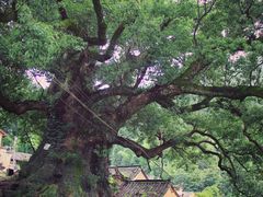 -杨家堂村