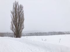 -北海道厅旧本厅舍(旧本庁舎)
