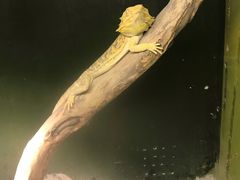 -上海大自然野生昆虫馆(东方明珠·爬宠昆虫探索中心)