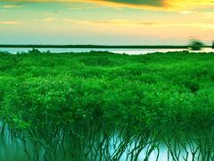 -北海金海湾红树林生态旅游区