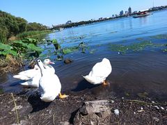 -长春市南湖公园