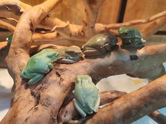 -青石桥花鸟鱼虫市场(叠翠城店)