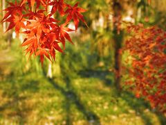 -合肥滨湖国家森林公园