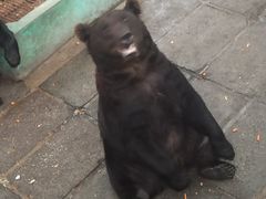 -西霞口神雕山野生动物世界