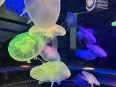 -太平洋海底世界