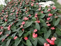 -上海鲜花港
