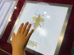 -上海昆虫博物馆