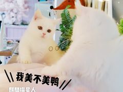 -70cat德文卷毛猫·缅因猫纯种猫舍