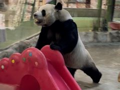 -栾川竹海野生动物园