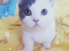 -Bastet sally猫舍购宠(静安店)