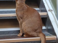 -猫小院猫主题咖啡厅(北锣店)