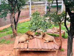 -昆明动物园
