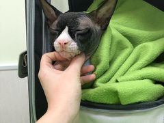 -凯特喵百思猫专科医院