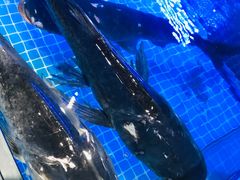 -姜君·千岛湖鱼头馆(浦东大道店)