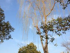 IMG_5665-新江湾城公园