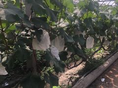 -马陆小张葡萄园农家乐