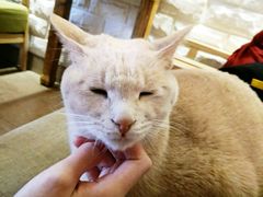 -猫咖时代(中山亭店)