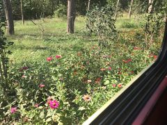 -合肥滨湖国家森林公园