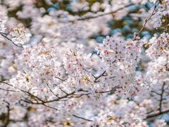 -西湖风景区-江洋畈生态公园