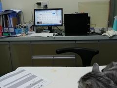 -宠物星动物医院·眼科·异宠·猫科(江南大道总院)