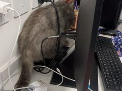 -喜多萌中农锦绣动物医院24H·猫科·牙科MRI·CT