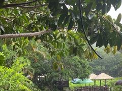 -呀诺达热带雨林