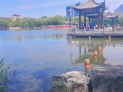 -莲花池公园