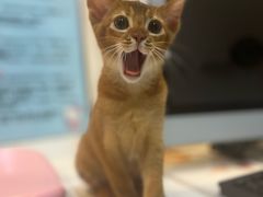 -御宝贝·A梦猫科宠物医院(国际猫友好医院)