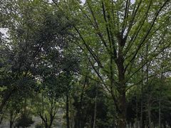 -重庆彩云湖湿地公园
