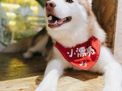 -Husky Go! 哈士奇体验馆·宠物咖啡厅狗咖