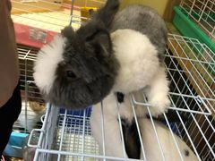 -宠物兔专门店(天丰利市场店)