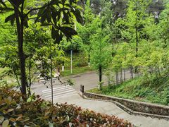 -铁山坪森林公园