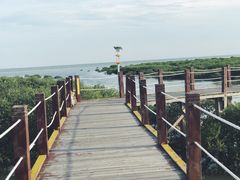 -北海金海湾红树林生态旅游区