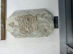 -中国地质博物馆