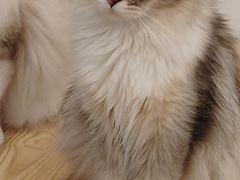 -有喵·猫咖·狗咖·30几只猫10只小狗(岗厦店)