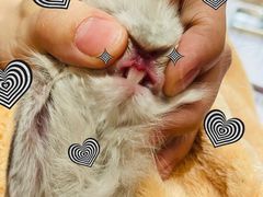 -猫猫幼稚园·撸猫·桌游·电玩