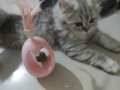 -芭比堂动物医院·犬猫全科·异宠专科(雁塔分院)