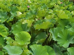 -沐仙湖湿地公园