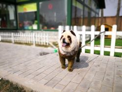 -上美四季动物农场