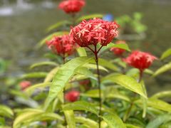 -中国科学院西双版纳热带植物园
