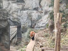 -成都大熊猫繁育研究基地