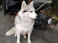 -肉串汪(月坛店)